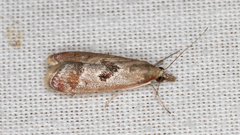 Syntonarcha iriastis