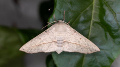 Antictenia punctunculus