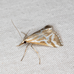 Sedenia rupalis