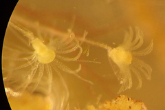 Hydrozoa