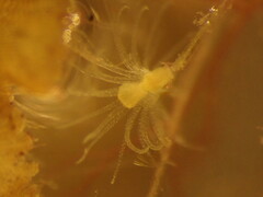 Hydrozoa