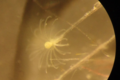 Hydrozoa