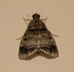 Stericta concisella