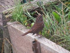 Melospiza melodia morphna