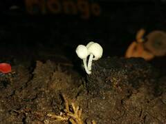 Hemimycena lactea