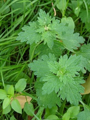 Lamium hybridum