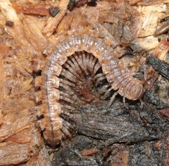 Polydesmus complanatus