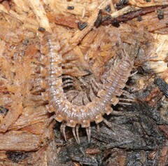 Polydesmus complanatus
