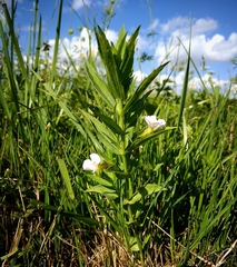 Gratiola officinalis