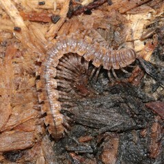 Polydesmus complanatus