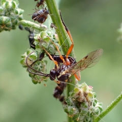 Syrphoctonus tarsatorius