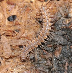 Polydesmus complanatus