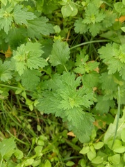 Lamium hybridum