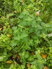 Lamium hybridum