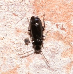 Microlestes