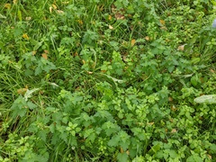 Lamium hybridum