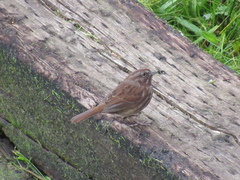 Melospiza melodia morphna