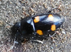 Glischrochilus hortensis