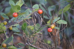 Petalostigma pachyphyllum