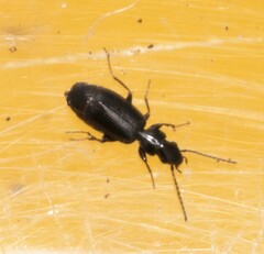 Microlestes