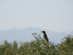 Lanius isabellinus