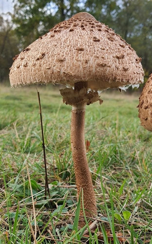 Skėtinė žvynabudė nuotrauka