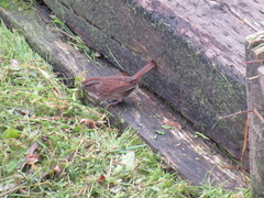 Melospiza melodia morphna