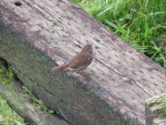 Melospiza melodia morphna