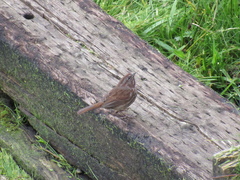 Melospiza melodia morphna