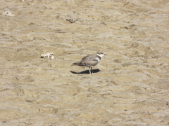 Charadrius dubius