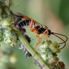 Syrphoctonus tarsatorius