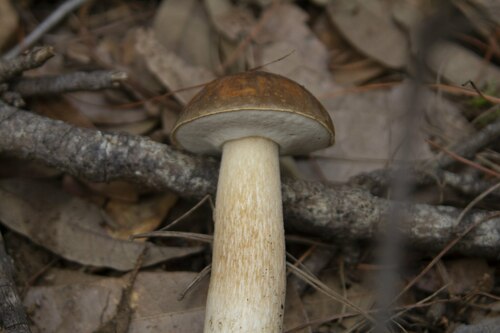 Boletus variipes