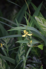 Trimezia steyermarkii
