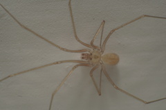 Spermophora senoculata