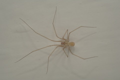 Spermophora senoculata