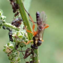 Syrphoctonus tarsatorius