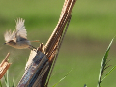 Pseudopodoces humilis