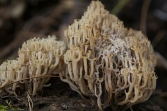 Artomyces pyxidatus