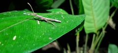 Creoxylus