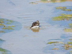Calidris temminckii