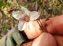 Commicarpus brandegeei