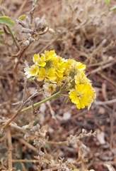 Psilostrophe tagetina