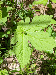 Hydrastis canadensis
