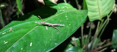Creoxylus