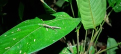 Creoxylus