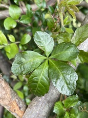 Cissus striata