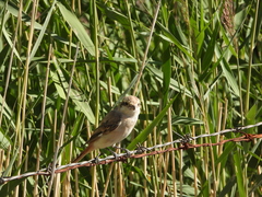 Lanius isabellinus