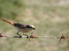 Lanius isabellinus