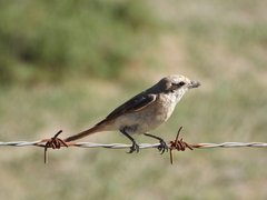 Lanius isabellinus