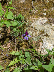 Viola pedata